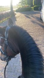 STALHULP aangeboden., Dieren en Toebehoren, Ophalen of Verzenden, Nieuw