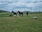 Plek beschikbaar in Standdaarbuiten, Dieren en Toebehoren, Stalling en Weidegang, Weidegang, 1 paard of pony