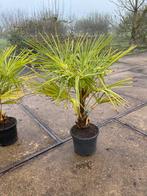 Trachycarpus  fontunei, Ophalen, Overige soorten, Volle zon