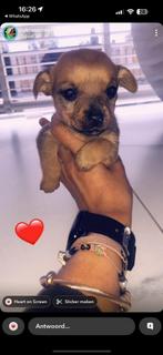 Chihuahua puppjes, Dieren en Toebehoren, Honden | Niet-rashonden, Meerdere, Meerdere dieren, Klein, Nederland