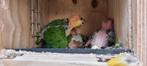 Caiques, Dieren en Toebehoren, Meerdere dieren, Parkiet, Tam