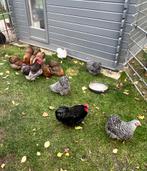Broedeieren - Orpington kriel, Dieren en Toebehoren, Pluimvee, Geslacht onbekend, Kip