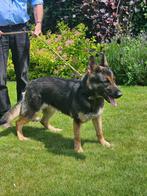 Duitse herder, Dieren en Toebehoren, Honden | Herdershonden en Veedrijvers, CDV (hondenziekte), Teef, Eén hond, 3 tot 5 jaar