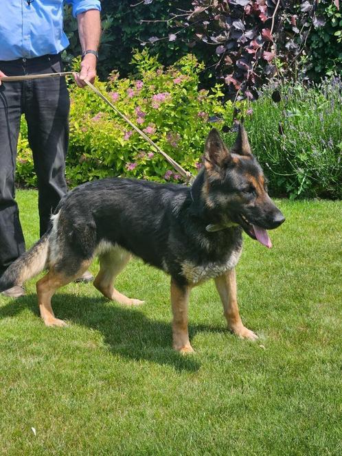 Duitse herder, Dieren en Toebehoren, Honden | Herdershonden en Veedrijvers, Teef, Herder, Particulier, Eén hond, Nederland, 3 tot 5 jaar