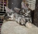 Stamboom Maine Coon kittens  mogen gaan verhuizen, Meerdere dieren