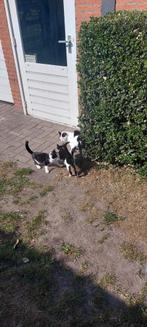 boerderij kittens, Meerdere dieren, Ontwormd, 0 tot 2 jaar