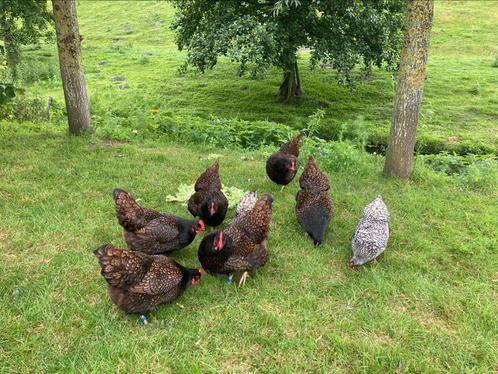 Barnevelder hennen 2024, Dieren en Toebehoren, Pluimvee, Kip, Vrouwelijk
