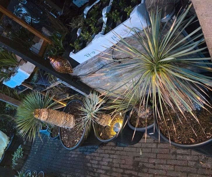 Yucca Rostrata XL – De Koning onder de Woestijnplanten, Tuin en Terras, Planten | Tuinplanten, Overige soorten, Volle zon, Ophalen of Verzenden