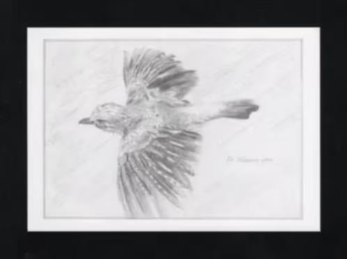 Vlaamse Gaai Schreeuwekster Spaanse Ekster Pentekening., Ophalen of Verzenden, 1980 tot heden, Ongelopen, Vogel