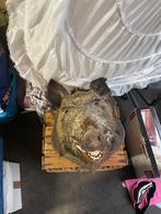 Opgezette zwijnenkop, Ophalen of Verzenden