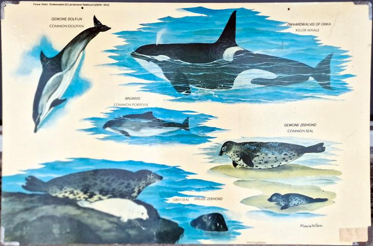 Zeezoogdieren / Maurice Wilson, Antiek en Kunst, Antiek | Schoolplaten, Geschiedenis, Ophalen