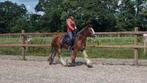 SUPER LEUKE VOORWAARTSE PONY!!, Dieren en Toebehoren, Paarden, Ruin, Minder dan 160 cm, 3 tot 6 jaar