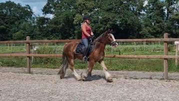 SUPER LEUKE VOORWAARTSE PONY!! beschikbaar voor biedingen