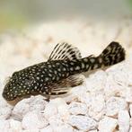 Ancistrus dolichopterus jongen 3/4 cm, Vis, Zoetwatervis