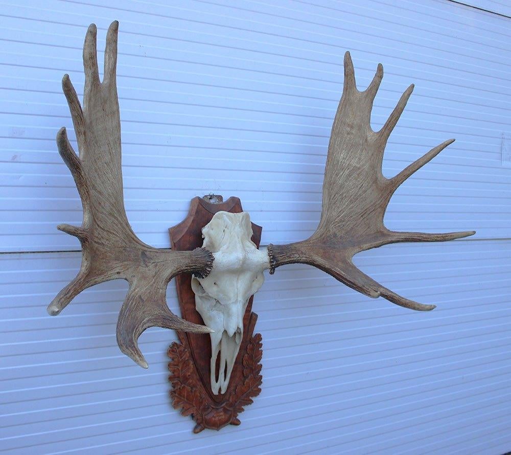GROOT SIBERISCH ELAND GEWEI OP HOUTEN SCHILD ("MOOSE"), Ophalen, Gebruikt, Hert, Gewei of Kop