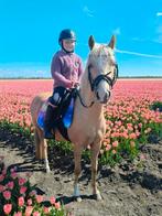 Super mooie palomino welsh C pony., Dieren en Toebehoren, Pony's, Merrie, Gechipt, 3 tot 6 jaar, C pony (1.27m tot 1.37m)