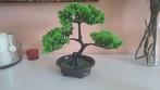 Bonsai, Dieren en Toebehoren, Reptielen en Amfibieën, 0 tot 2 jaar