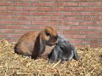 Nederlandse hangoor dwerg koppeltje (gecastreerde ram), Dieren en Toebehoren, Konijnen, Meerdere dieren, Dwerg, Hangoor