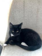 Britse korthaar kittens half MOET WEG, Dieren en Toebehoren, Katten en Kittens | Raskatten | Korthaar, Geslacht onbekend, Ontwormd