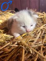 Lieve boerderijkittens te koop, Dieren en Toebehoren, Meerdere dieren, 0 tot 2 jaar