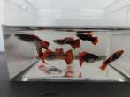 Guppen (man), Dieren en Toebehoren, Vis, Zoetwatervis, Schoolvis