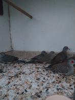 Diamant duifjes, Meerdere dieren, Overige soorten