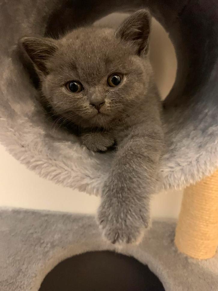 Britse korthaar kittens met stamboom, Dieren en Toebehoren, Katten en Kittens | Raskatten | Korthaar, Meerdere dieren, 0 tot 2 jaar