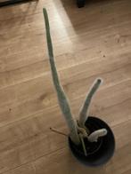 Cactus gratis, Ophalen, Cactus, Volle zon, Minder dan 100 cm
