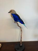 Opgezette blauwbuikscharrelaar, Ophalen of Verzenden, Nieuw, Vogel, Opgezet dier