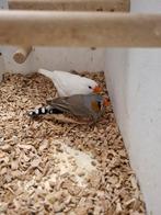Koppel zebravinken wit 2025, Dieren en Toebehoren, Vogels | Overige Vogels, Meerdere dieren