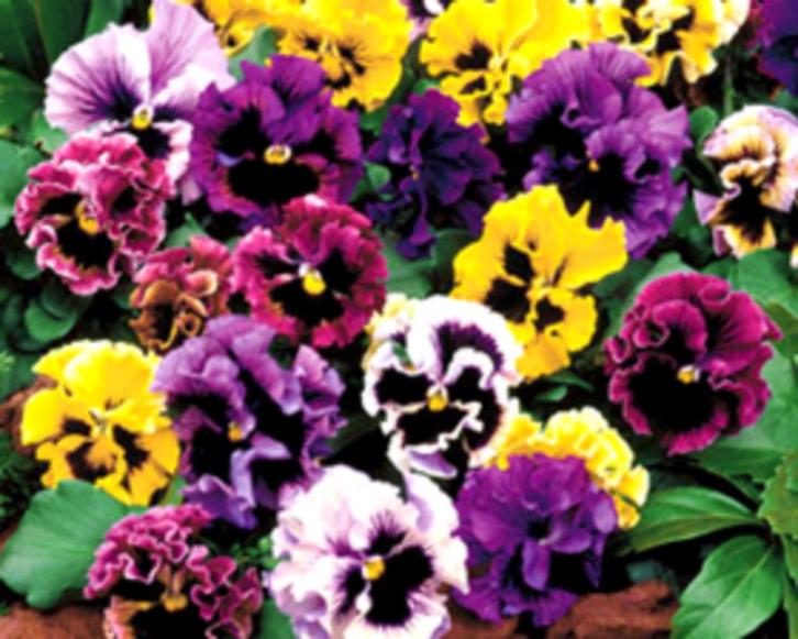 Viooltje Rokkoko, dubbel mix, Tuin en Terras, Bloembollen en Zaden, Zaad, Voorjaar, Volle zon, Ophalen of Verzenden