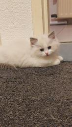 Prachtige ragdoll poesje met stamboom, Dieren en Toebehoren, Katten en Kittens | Raskatten | Langhaar, Poes, Gechipt, 0 tot 2 jaar