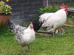 Groninger zilvermeeuwen, Meerdere dieren, Kip