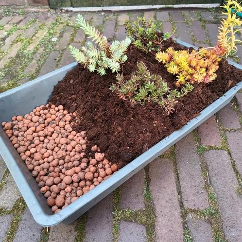 Sedum cassette's voor Dak en schuur, Tuin en Terras, Planten | Tuinplanten, Volle zon, Zomer, Ophalen