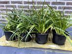 Siergras Carex Irish Green, Tuin en Terras, Planten | Tuinplanten, Halfschaduw, Siergrassen, Ophalen