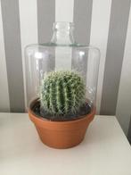 Glazen stolp incl kunst cactus., Cactus, Ophalen