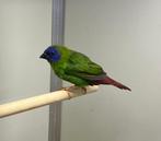 Driekleur papegaaiamadines, Meerdere dieren, Tropenvogel