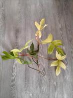 Philodendron Florida Ghost, Overige soorten, Minder dan 100 cm, Groene kamerplant, Halfschaduw