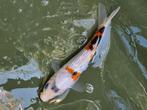Koi karper, Dieren en Toebehoren, Vissen | Vijvervissen, Karper of Koi