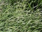 Parelgras (Melica uniflora), Tuin en Terras, Planten | Tuinplanten, Halfschaduw, Ophalen