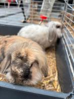 Twee leeuwenkop dwerg konijntjes gecastreerd en ingent, Dieren en Toebehoren, Mannelijk, Dwerg