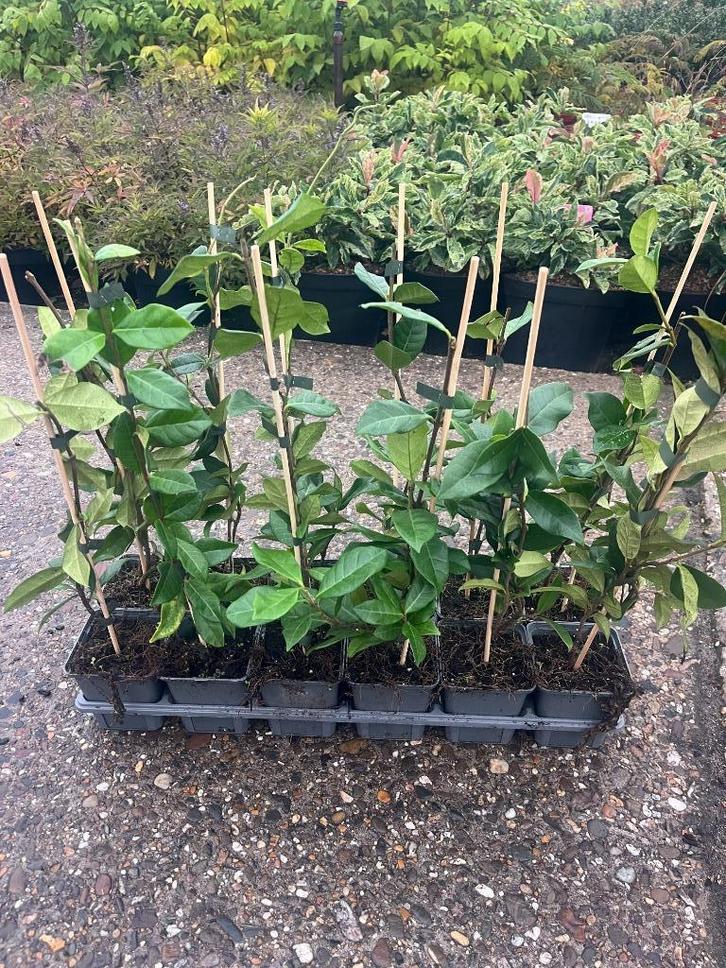 Toscaanse Jasmijn, 35-45 cm hoog NU VOOR € 2,60, Tuin en Terras, Planten | Tuinplanten, Vaste plant, Klimplanten, Volle zon, Zomer