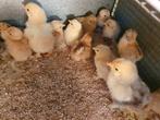 Kuikens Wyandotte kriel, Dieren en Toebehoren, Pluimvee, Meerdere dieren, Kip