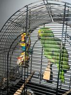 Amazone papegaai, Dieren en Toebehoren, Vrouwelijk, Papegaai, Geringd