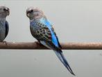 Bourke opaline blauw intensief, Mannelijk, Parkiet, Geringd