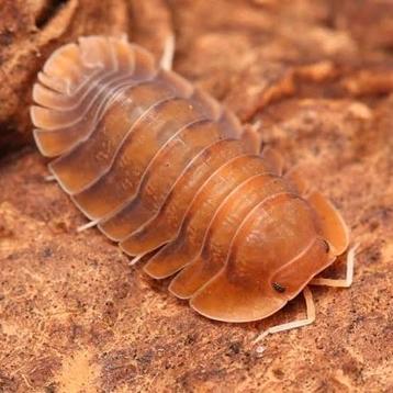 Isopods troglodillo sunset beschikbaar voor biedingen