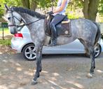 Superbrave 5 jr allrounder 1,62(recreatie-manege-sport), Dieren en Toebehoren, Paarden, Merrie, B, Gechipt, 3 tot 6 jaar