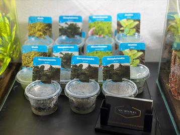 Diverse cups beschikbaar voor biedingen