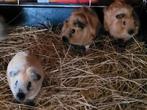 4 jonge cavia mannen california, Dieren en Toebehoren, Knaagdieren, Juni, Mannelijk, Cavia
