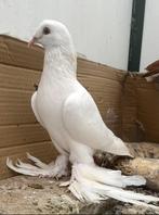 Een koppel witte takla duif te koop. Voor show en vlieg Ras, Dieren en Toebehoren, Meerdere dieren, Tuimelaar of Roller